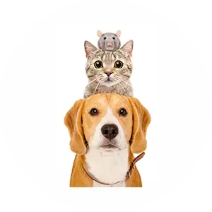Pets